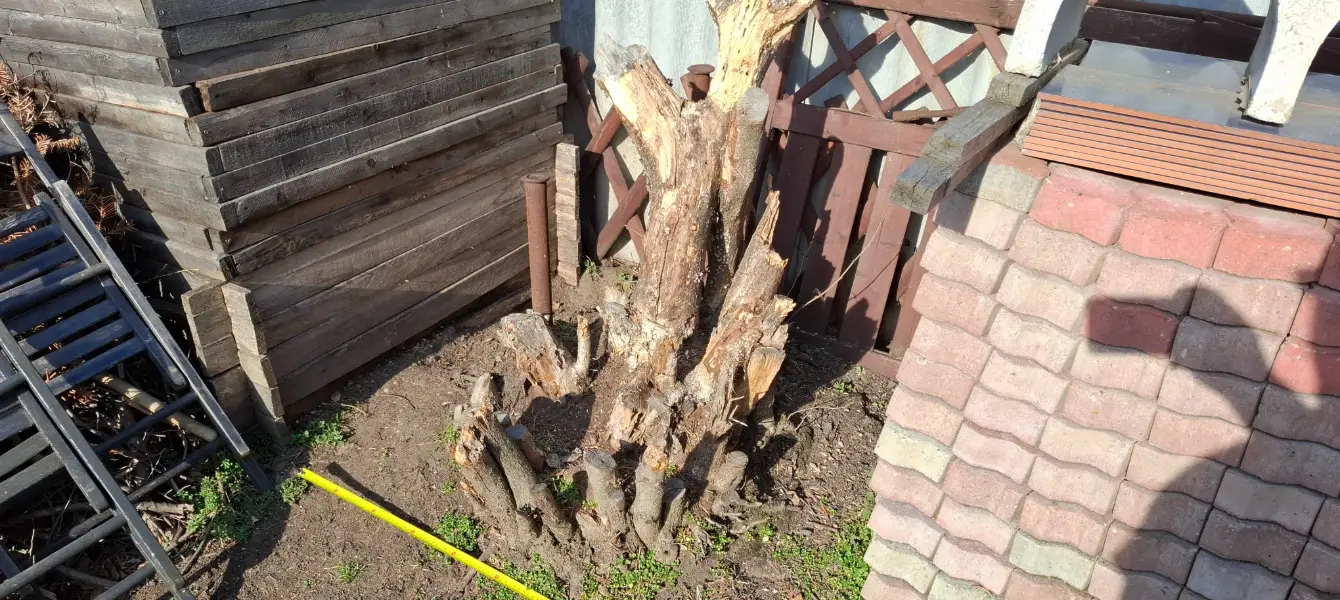 Tuskómarás mogyoróbokron